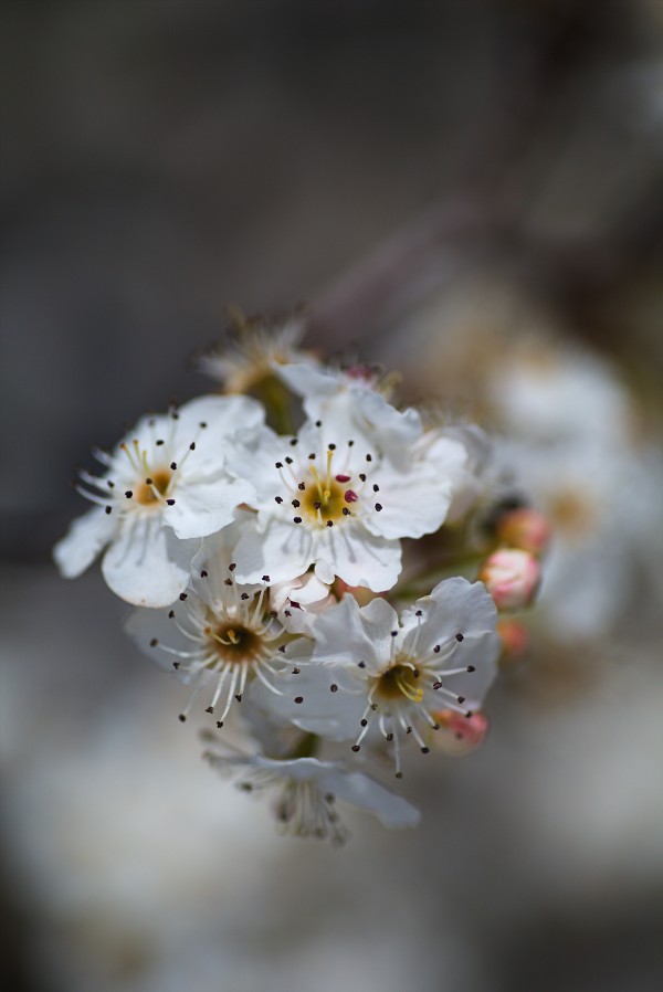Blossom Spring Delight  by Joy Watson